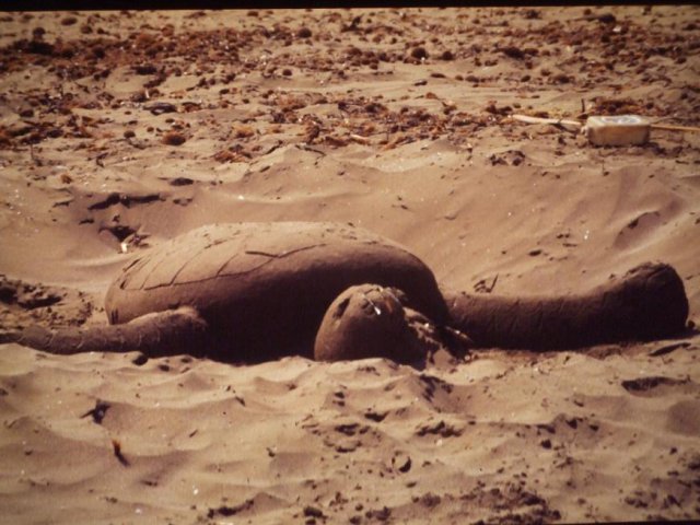 Tartaruga di sabbia